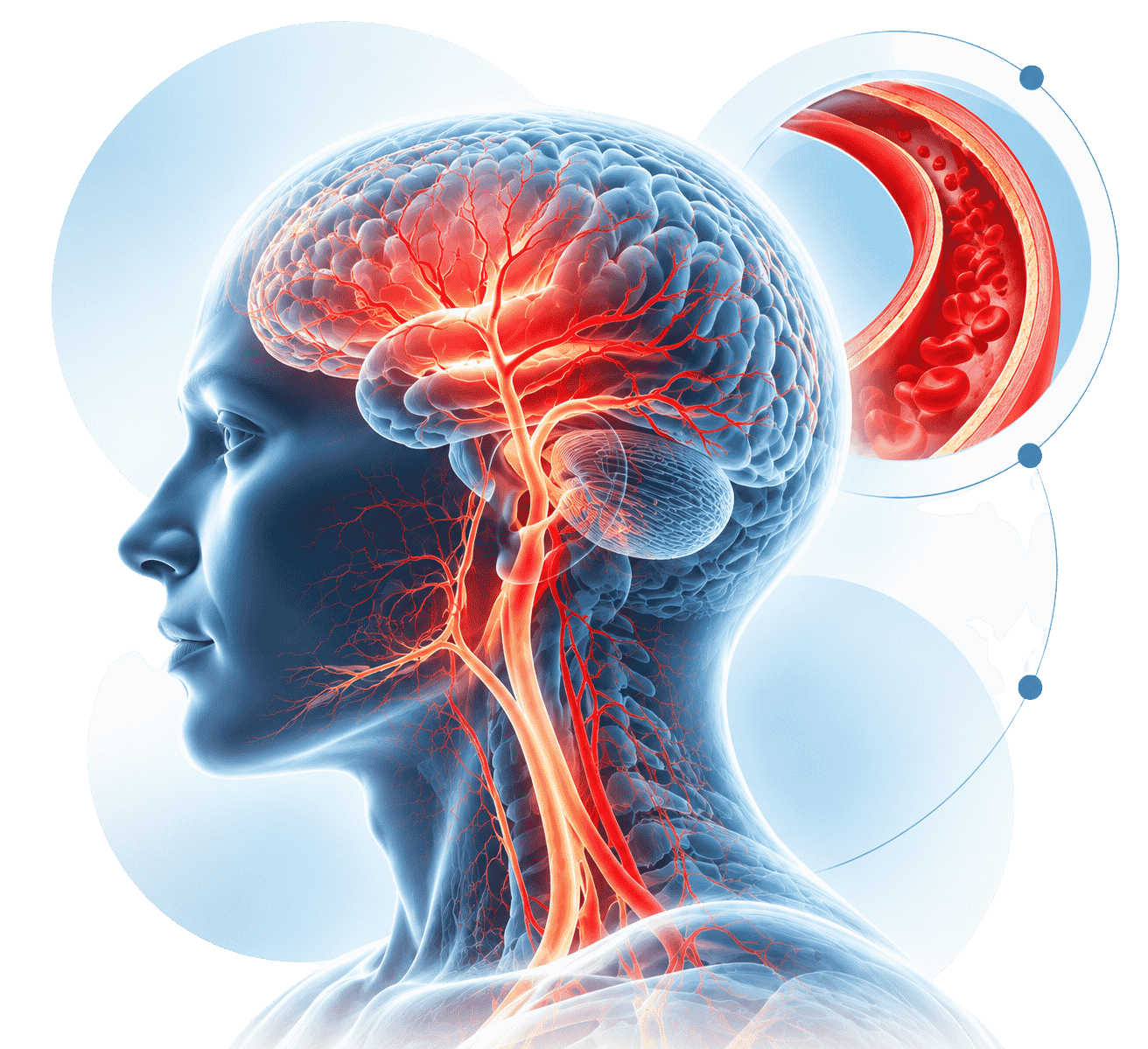 Neurovascular Brain Blood Vessel Anatomical Illustration
